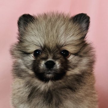 ポメラニアン【埼玉県・女の子・2024年10月11日・オレンジセーブル】の写真「遊ぶのが大好きなおんなのこ✨」