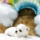 チワワ(ロング)