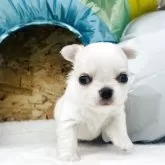 チワワ(ロング)