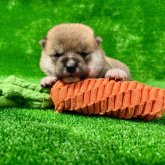 柴犬(豆柴)