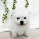 ポメラニアン