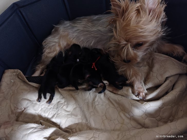 冨岡理恵子ブリーダーのブログ：ヨークシャテリア無事に出産致しました🎉