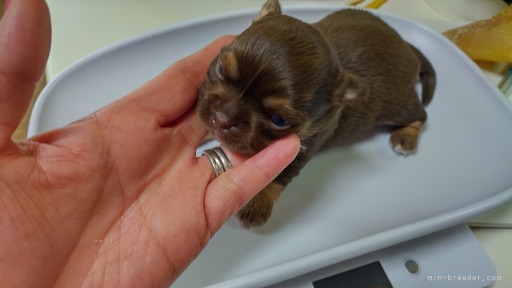 冨岡理恵子ブリーダーのブログ：ロンチーチョコちゃん目が開きました🥰