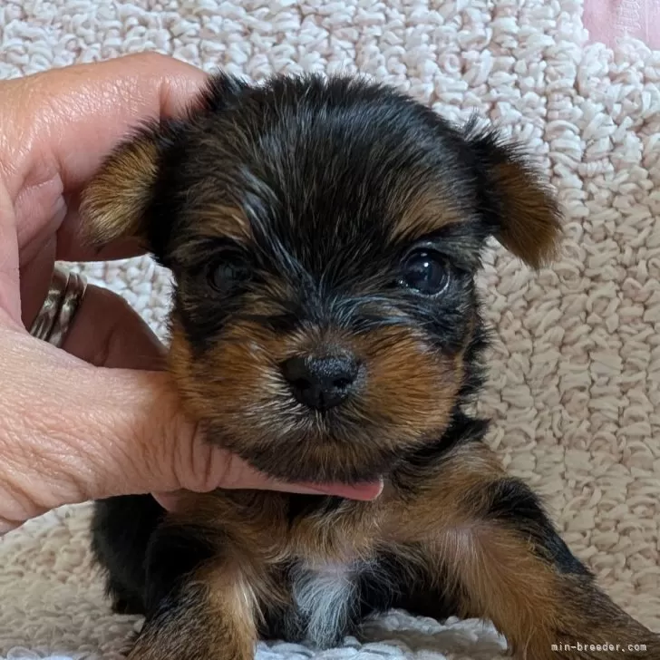 ID:2503-06383の子犬