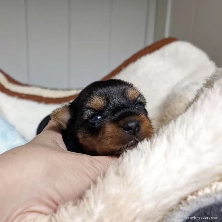 H.T 様のお迎えした子犬