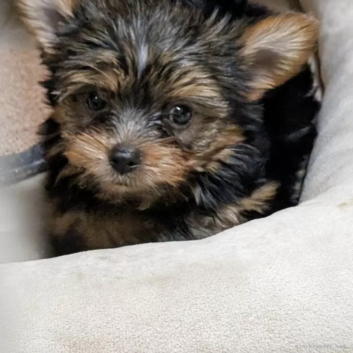 Rumi 様のお迎えした子犬