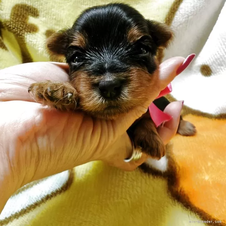 ヨークシャーテリア【神奈川県・女の子・2025年11月24日・スチールブルー&amp;タン】の写真1