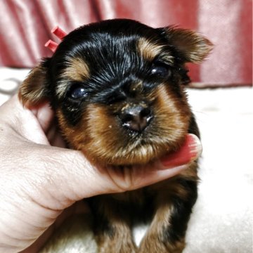 ヨークシャーテリア【神奈川県・女の子・2026年1月24日・スチールブルー&タン】の写真「プリン（セス）ベビー👶激可愛で丸顔🥰見学予約有」