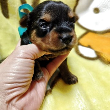 ヨークシャーテリア【神奈川県・男の子・2025年11月24日・スチールブルー&タン】の写真「お顔可愛いイケメン君🥰青リボン年末年始も受け付け」