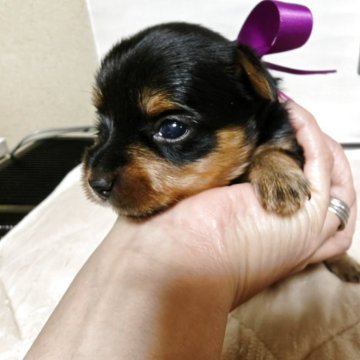 ヨークシャーテリア【神奈川県・男の子・2025年11月24日・スチールブルー&タン】の写真「お顔可愛いイケメン君🥰紫💜リボン年末年始も受付」