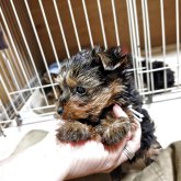 ヨークシャーテリア