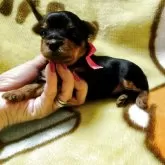 ヨークシャーテリア【神奈川県・女の子・2025年11月24日・スチールブルー&タン】の写真2