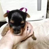 ヨークシャーテリア【神奈川県・男の子・2025年11月24日・スチールブルー&タン】の写真3