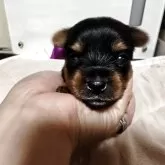 ヨークシャーテリア【神奈川県・男の子・2025年11月24日・スチールブルー&タン】の写真4