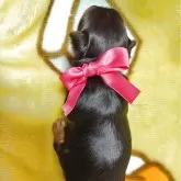 ヨークシャーテリア【神奈川県・女の子・2025年11月24日・スチールブルー&タン】の写真4