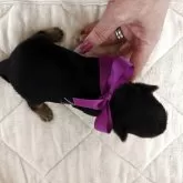 ヨークシャーテリア【神奈川県・男の子・2025年11月24日・スチールブルー&タン】の写真5