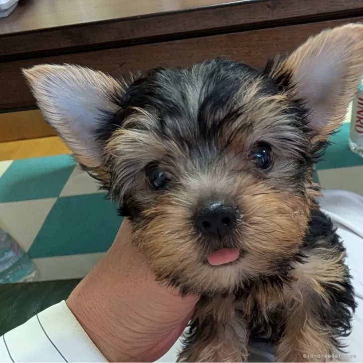 ID：2409-03070の子犬