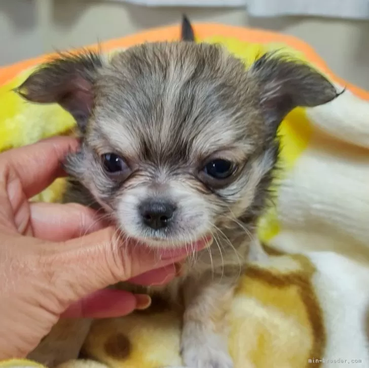 ID：2406-04554の子犬