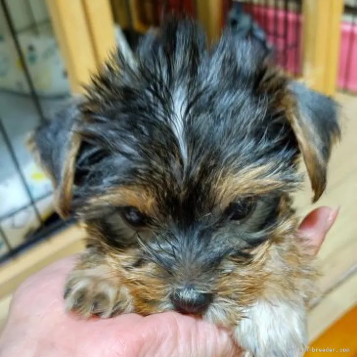 ID:2207-00447の子犬