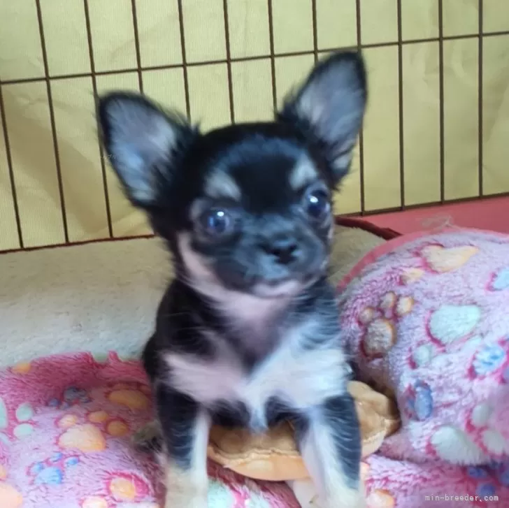 ID:2405-00638の子犬