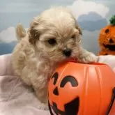 マルプー(トイプードル×マルチーズ)【東京都・女の子・2025年8月23日・アプリコット】の写真10