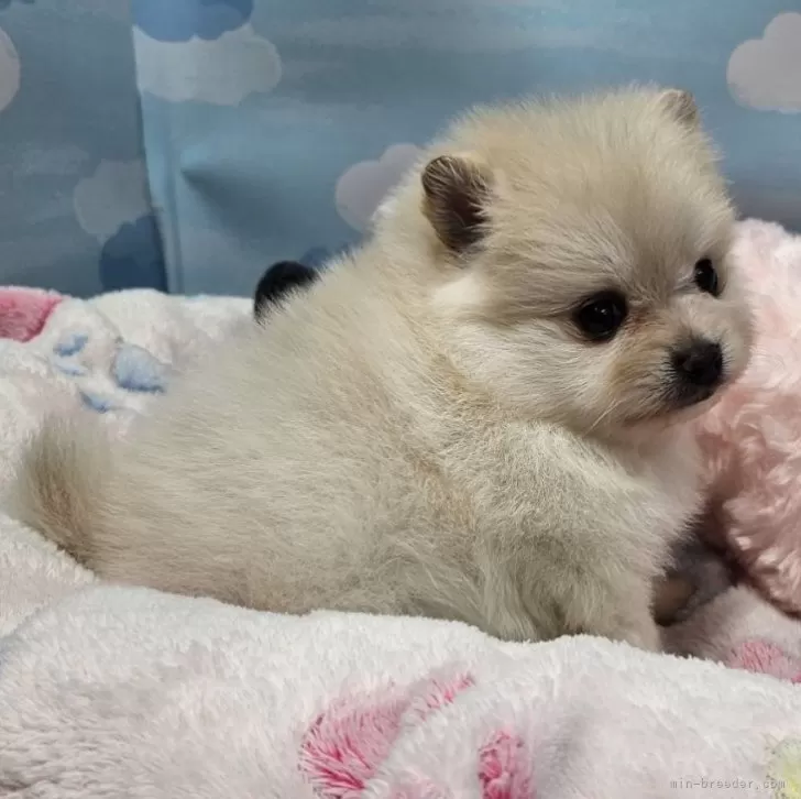 ID：2512-00479の子犬