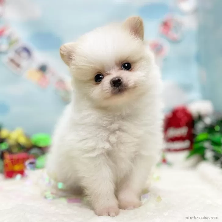 ID:2411-02641の子犬