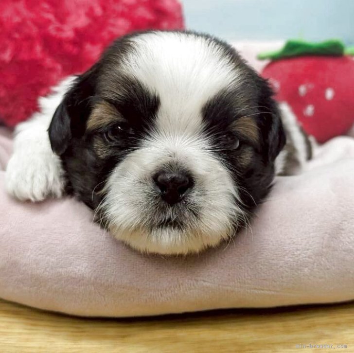 Johnny&#39;s - ❤︎chqn様❤︎お見積もりページ❤︎ ⠀ ⠀ #いぬイラスト劇場 ⠀ 「こうですね」 やっぱり、こうです