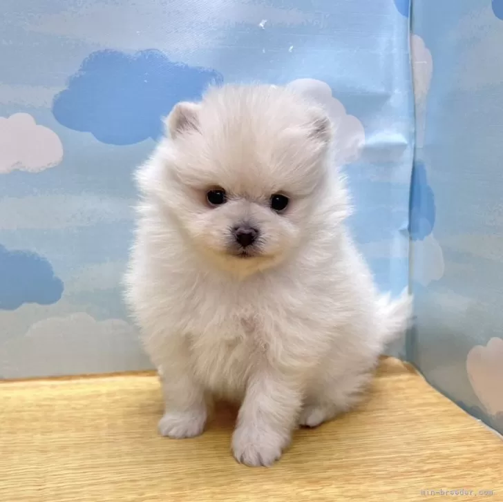 D.I 様のお迎えした子犬
