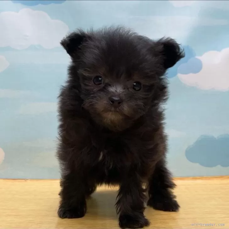 ID：2501-01011の子犬