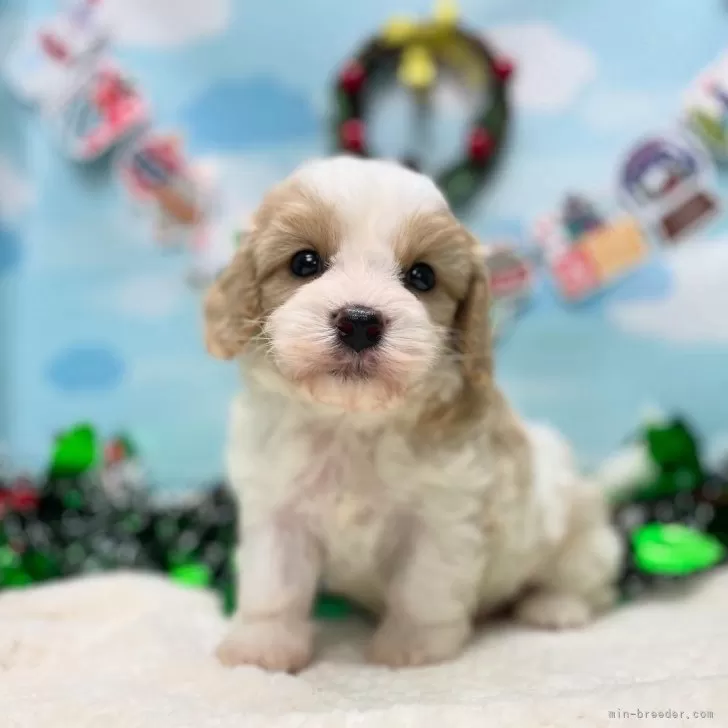 ID：2411-07141の子犬