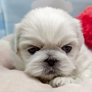 ペキニーズ【東京都・女の子・2025年9月13日・ホワイト】の写真「真っ白でぽっちゃり女の子❤️」