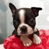 ボストンテリア