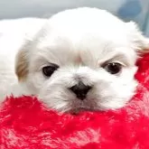 ペキニーズ【東京都・男の子・2025年9月13日・クリーム】の写真1