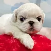 ペキニーズ【東京都・女の子・2025年9月13日・ホワイト】の写真1