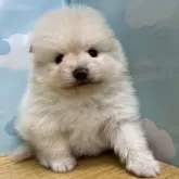 ポメラニアン【東京都・男の子・2025年1月18日・クリーム】の写真1「初めてポーズとったよ❣️」