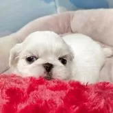 ペキニーズ【東京都・女の子・2025年9月13日・ホワイト】の写真2