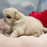 ペキニーズ【東京都・男の子・2025年9月13日・クリーム】の写真7