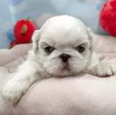 ペキニーズ【東京都・女の子・2025年9月13日・ホワイト】の写真7
