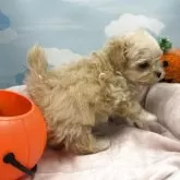 マルプー(トイプードル×マルチーズ)【東京都・女の子・2025年8月23日・アプリコット】の写真7