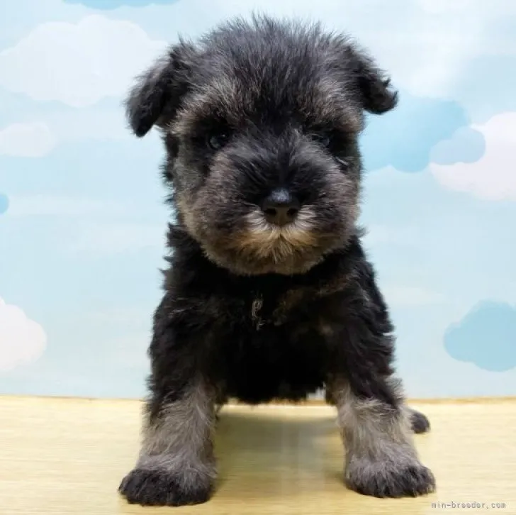 ID：2306-04699の子犬