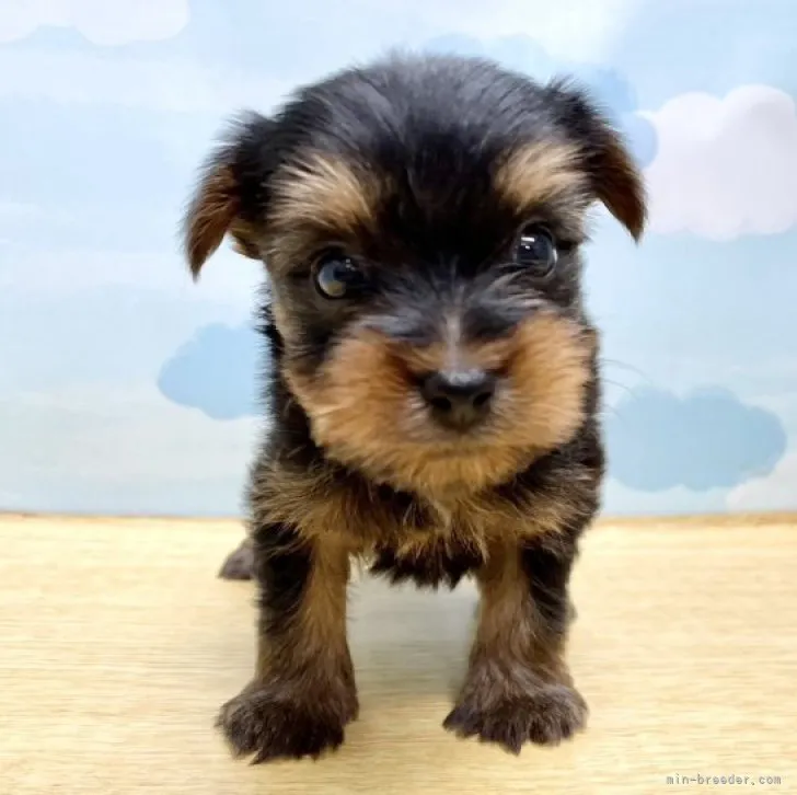ID:2310-03688の子犬