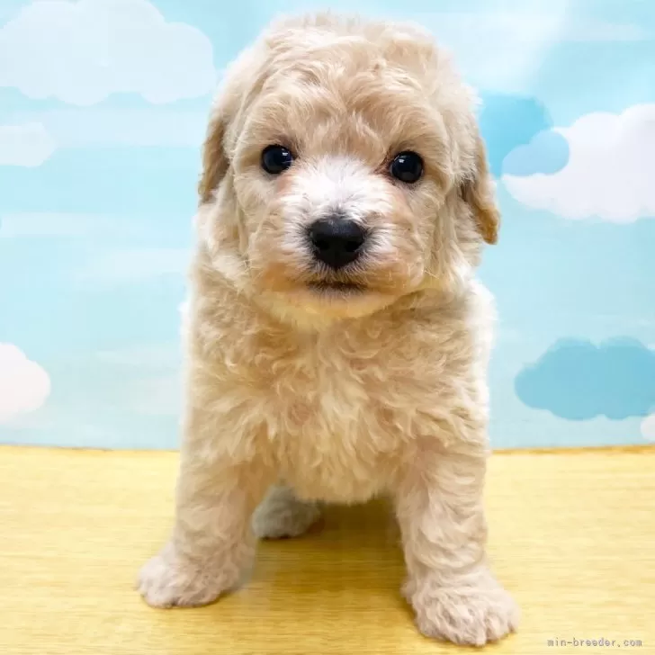ID:2404-05234の子犬