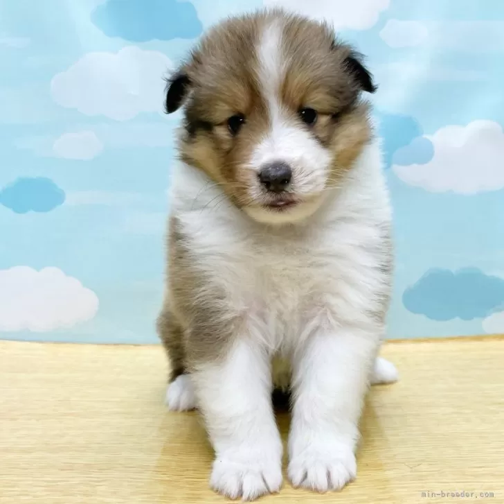 ID:2312-04584の子犬