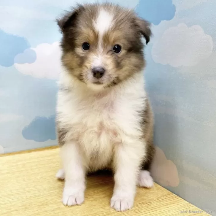 ID：2408-03071の子犬