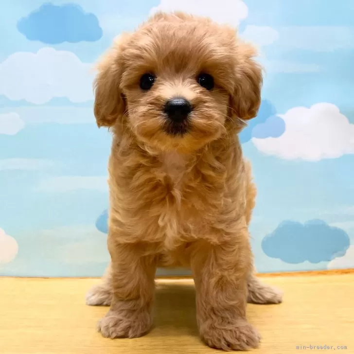 ID：2408-04873の子犬