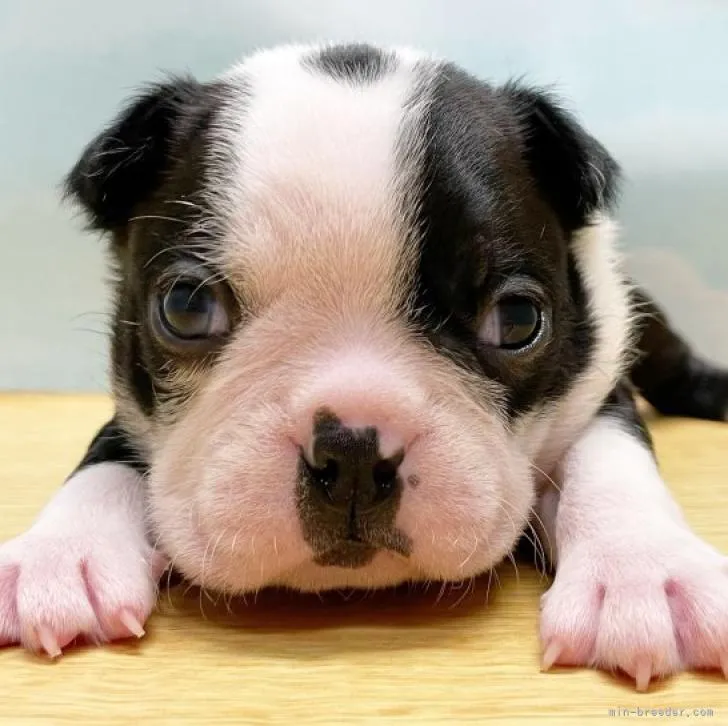 ID:2212-00988の子犬