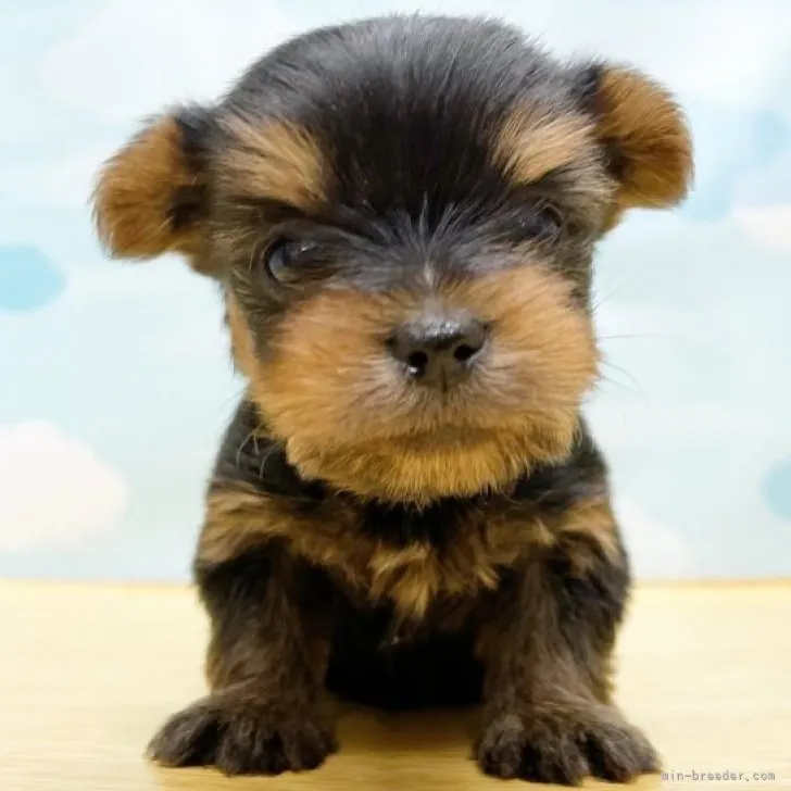 ID：2305-04889の子犬