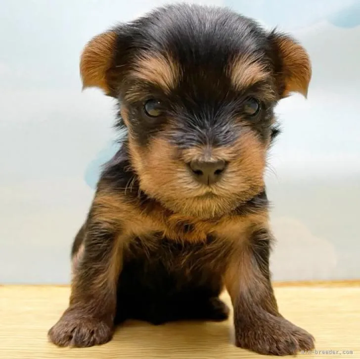 ID：2301-00020の子犬