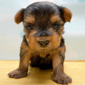 ヨークシャーテリア【東京都・女の子・2022年11月27日・スティールブルー&タン】の写真「⭐️ちびちびサイズのヨーキー4姉妹⭐️」